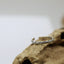 Mini Wave Toe Ring WHOLESALE